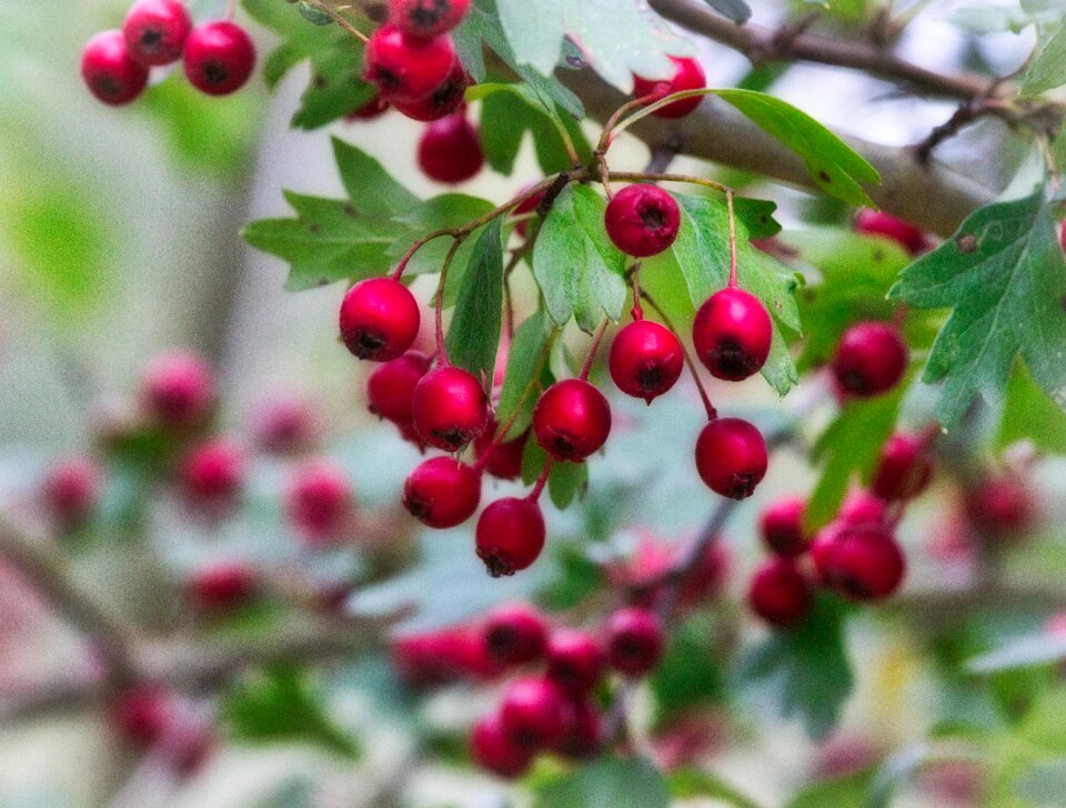 Bush red ornamental shrub