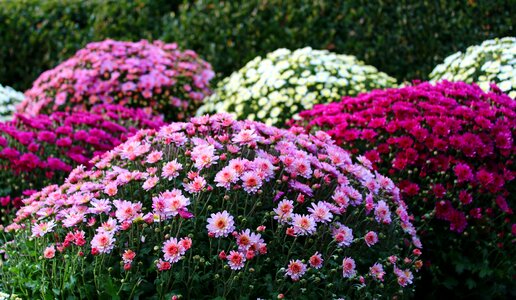 Flower blossom flora