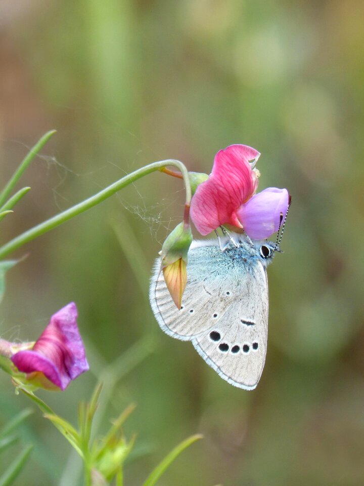Libar smell pea flower