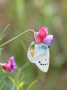 Libar smell pea flower