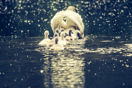 White swan bird animal