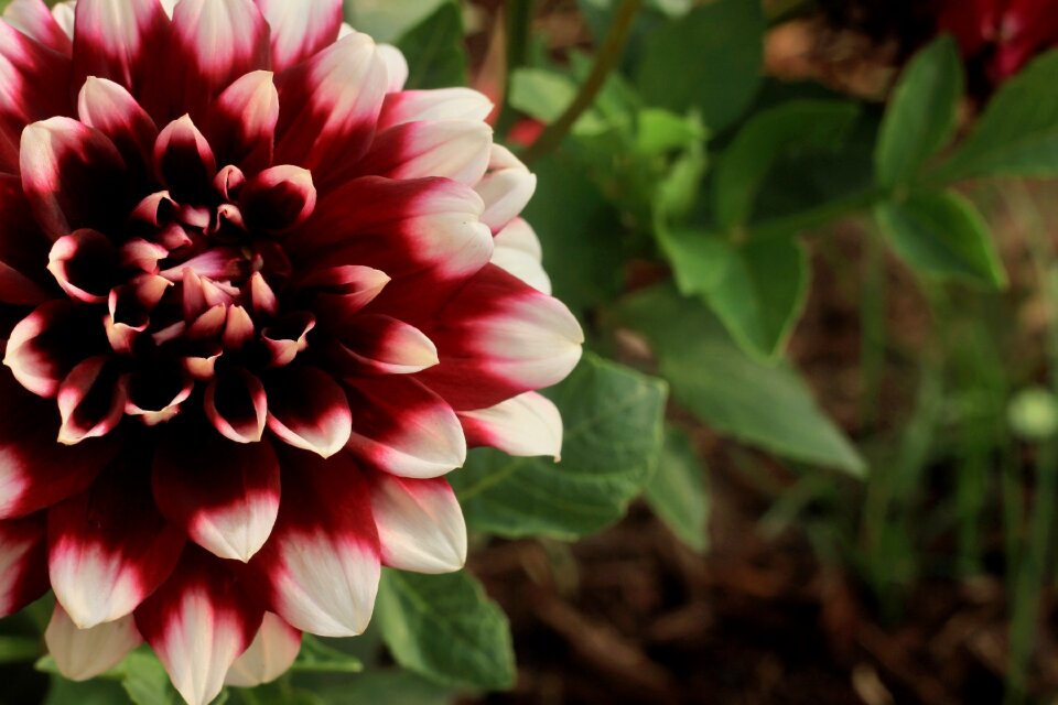 Red white garden