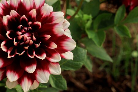 Red white garden