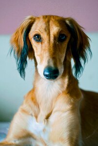 Breed dog hound photo
