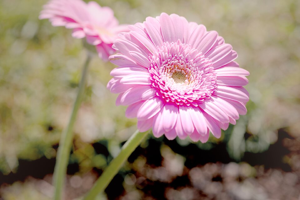 Flower pink flower blossom