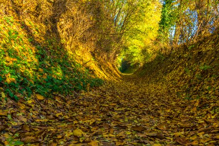 Leaves path mood photo