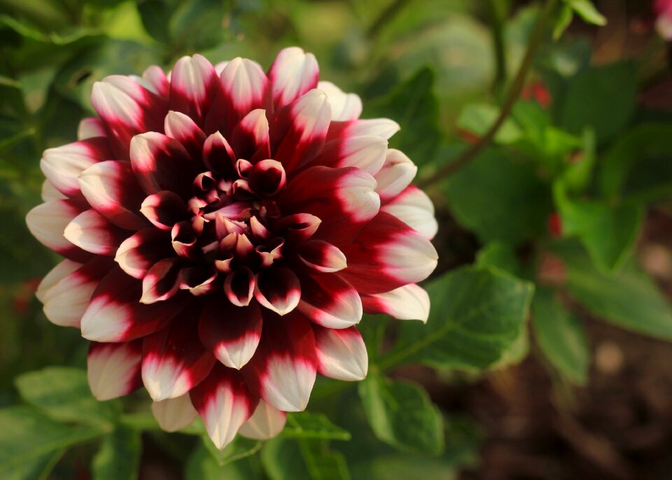Red white garden