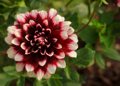Red white garden