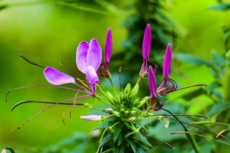 Plant flower leaf