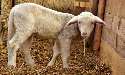 White stall sheep barn