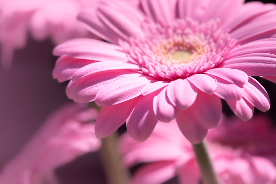 Flower pink flower blossom