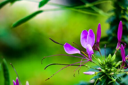 Plant flower leaf photo