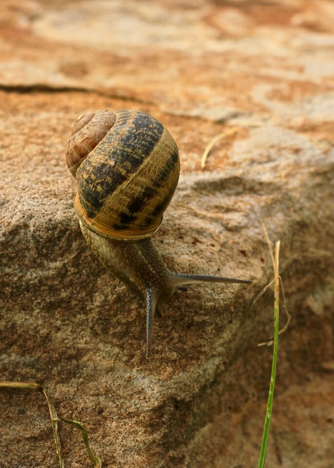 Shell slowly crawl