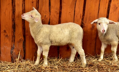 White stall sheep barn