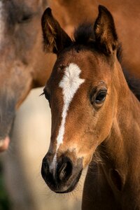 Horse mare mother photo