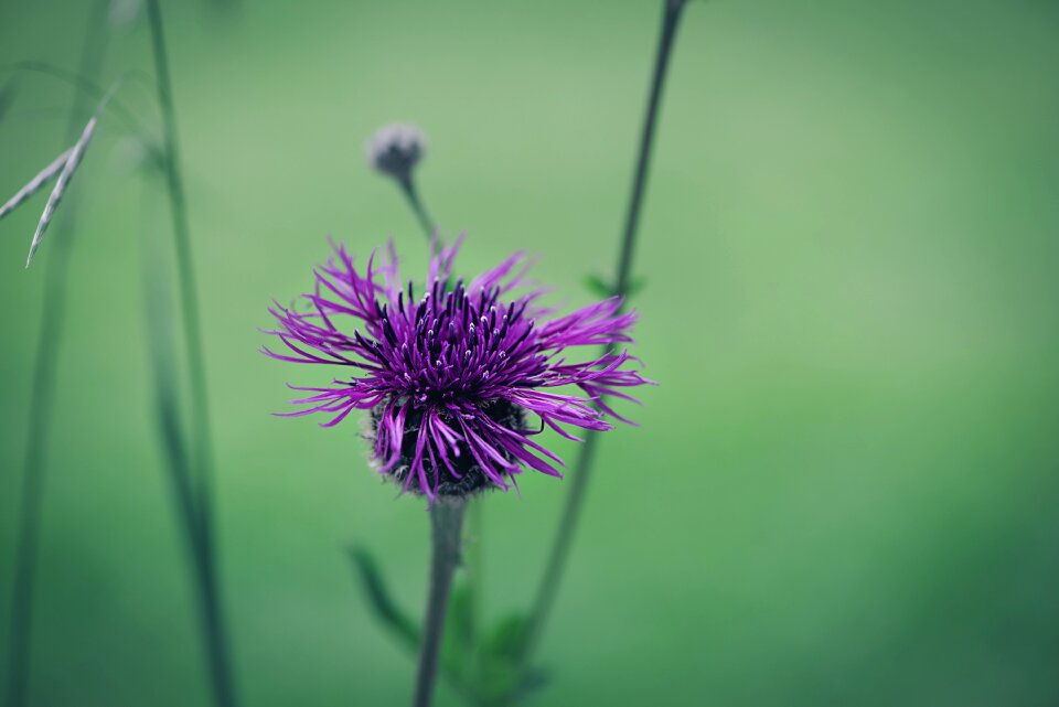 Purple purple flower blossom