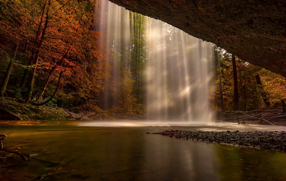 Forest landscape trees