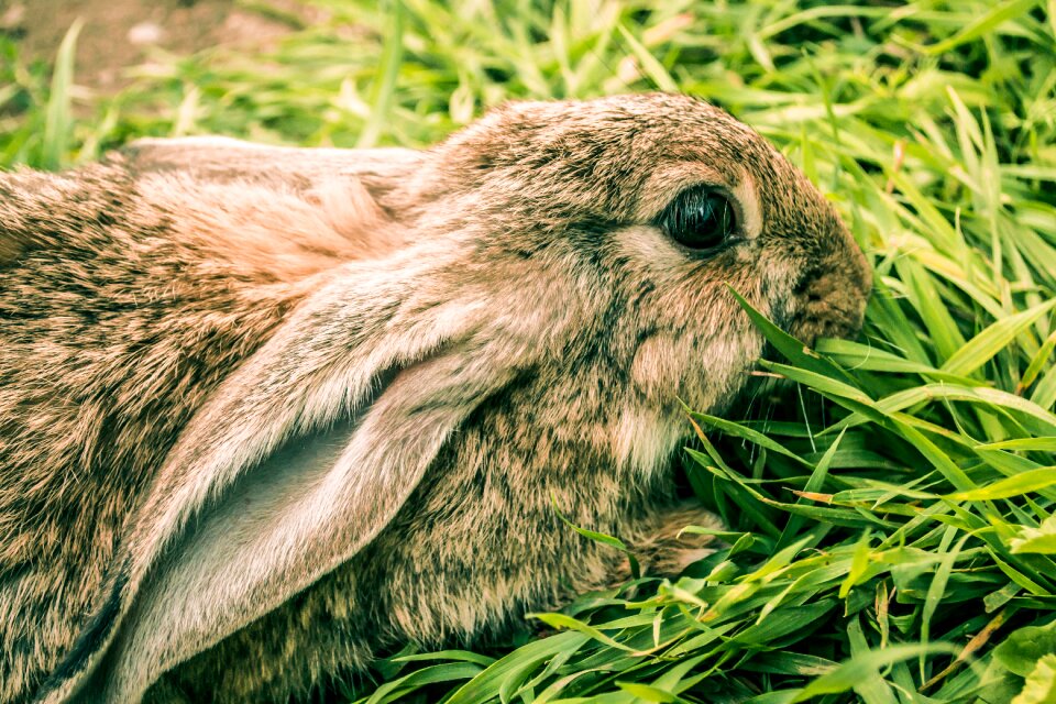 Easter nature grass