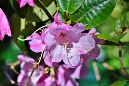 Purple rhododendron bud blossom photo