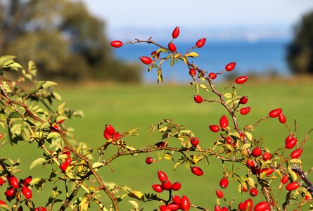 Fruit autumn beach