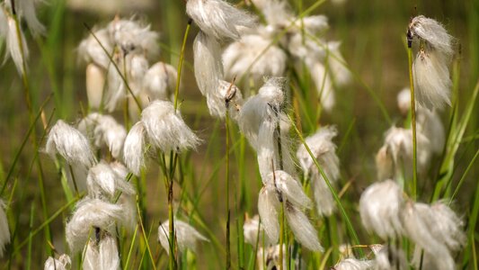 Mountain plants meadow alpine