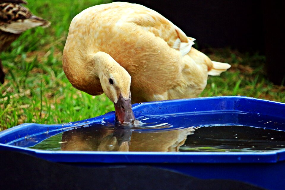 Water bird water drink