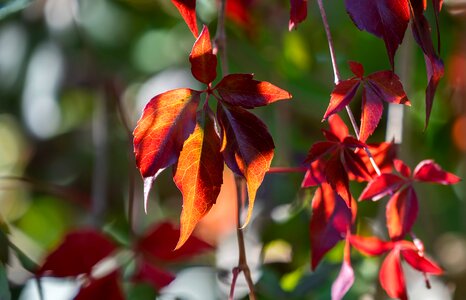 Leaves leaf color