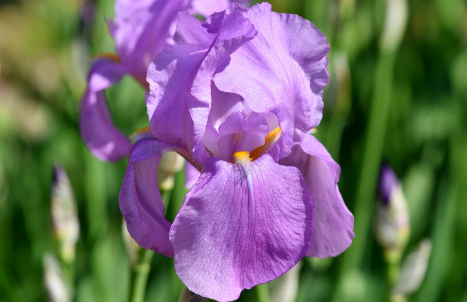 Blossom bloom flower photo