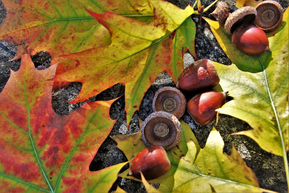 Autumn acorns branches