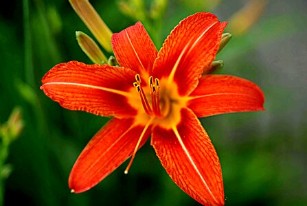 Flower orange lily