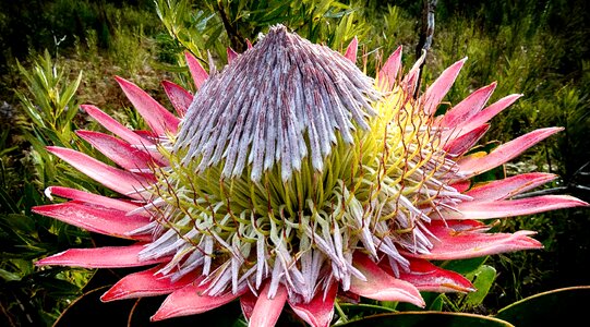 Bloom nature blossom