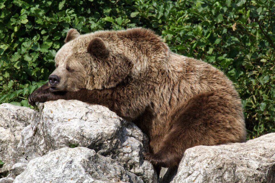 Nature animal world fur