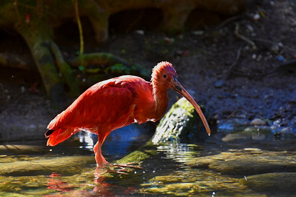 Red ibis plumage zoo