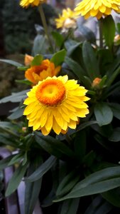 Flower blossom bloom