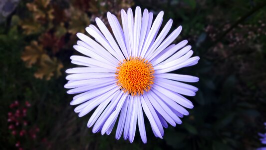 Flowers nature macro