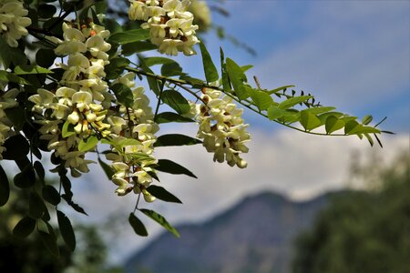 Green nature spring