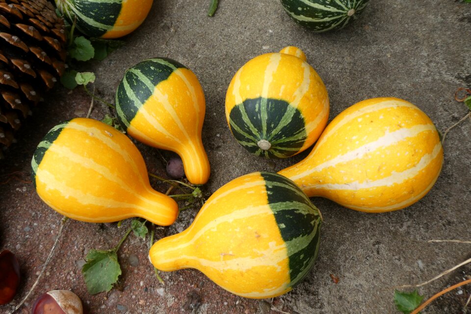Fruits autumn decoration colorful