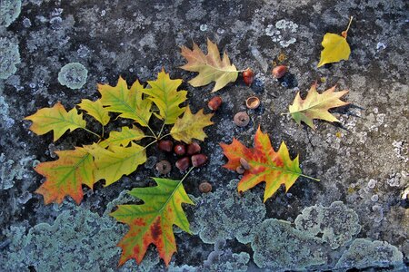 Oak acorn branch