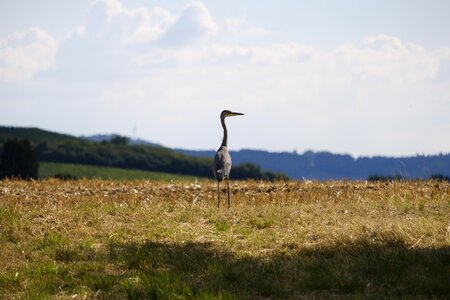 Eastern water bird wild