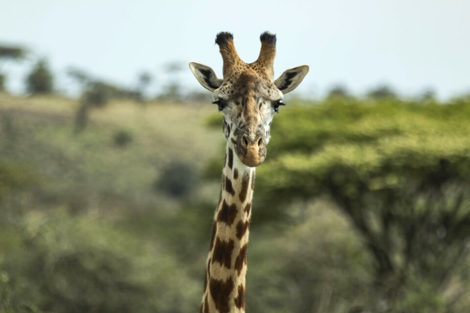 Wild african nature