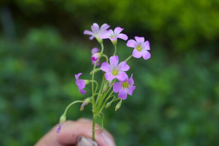 China nature plucked flowers