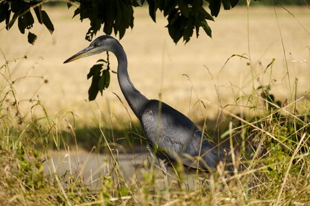 Eastern water bird wild