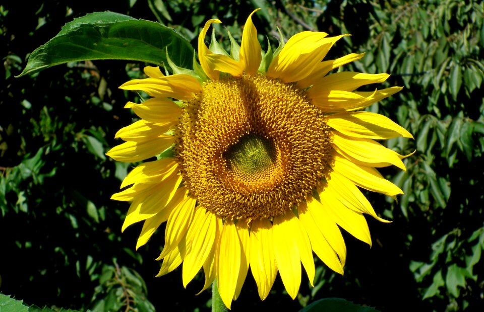 Nature the petals macro