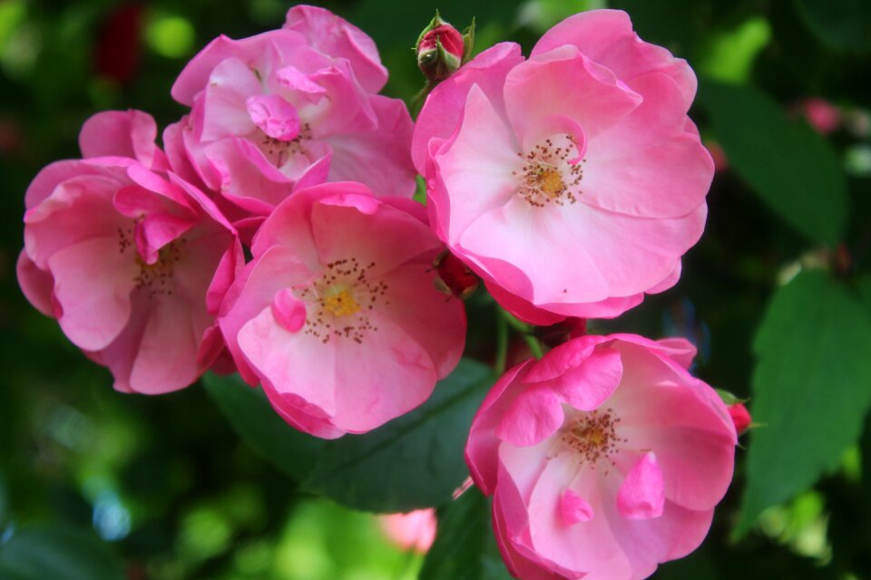 Pink rose bloom nature