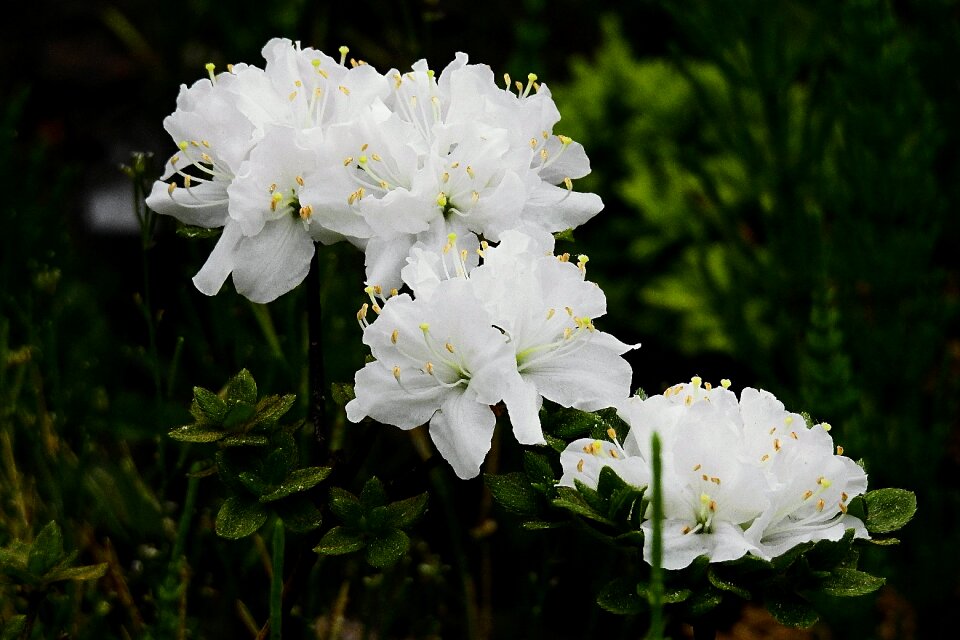 Nature spring white flowers