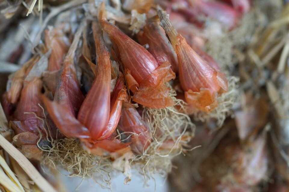 China produce brown onion