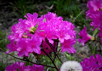 Pink nature flowering photo
