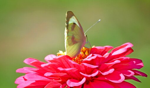 Macro wings summer photo