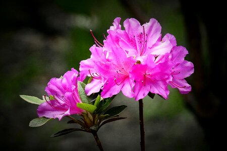 The beauty of nature flowers spring photo