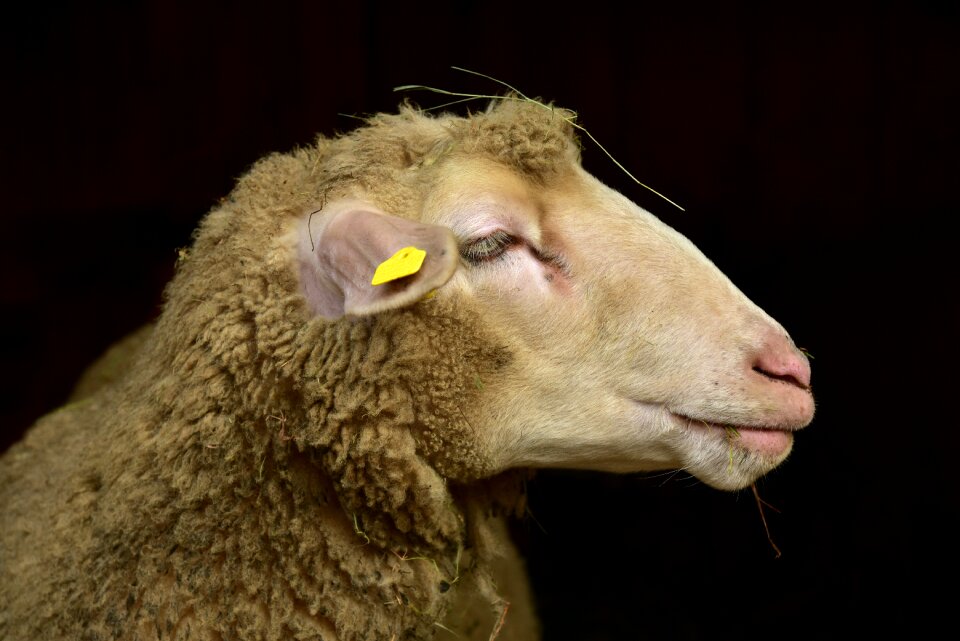 Animal cattle domesticated